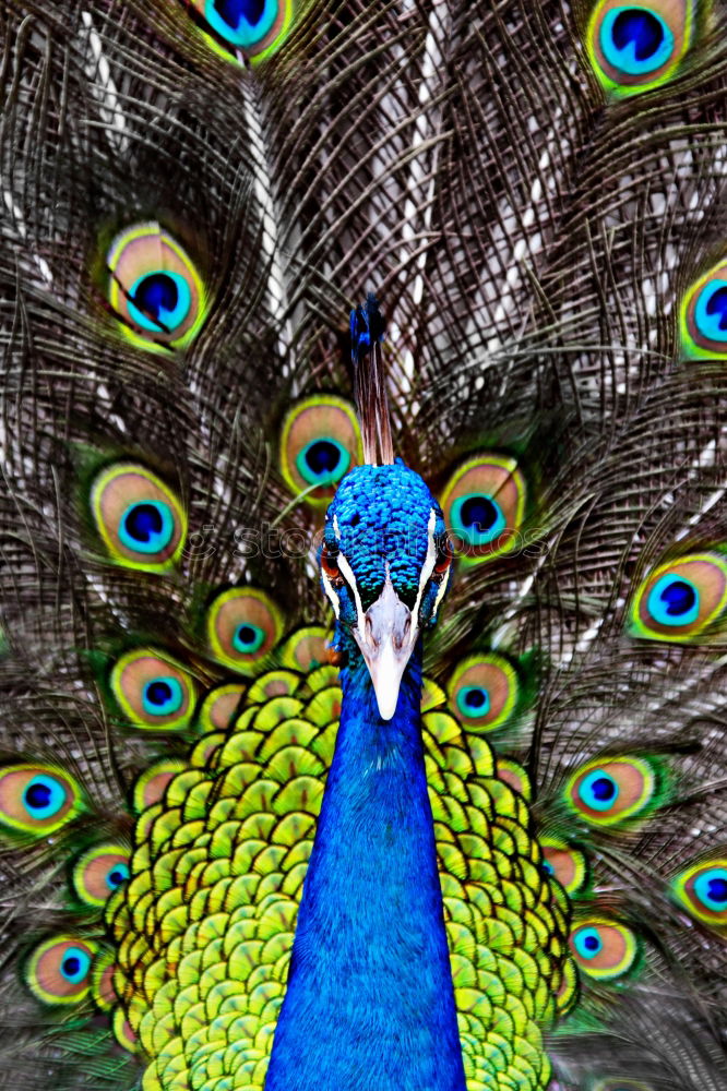 Peacock 1 Animal Pet