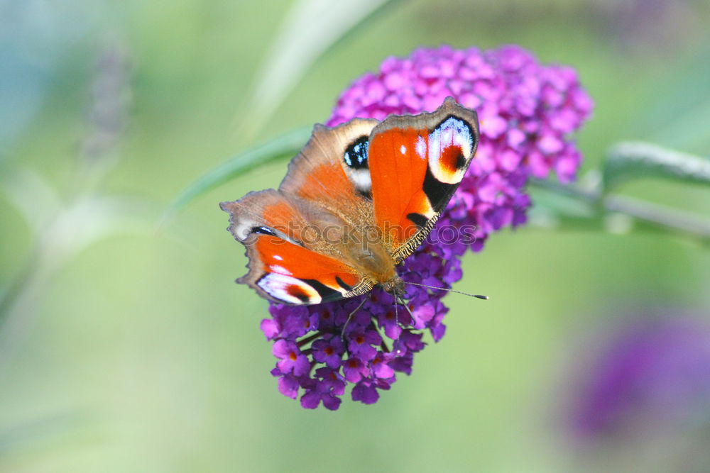 Similar – Foto Bild Letzten Sommer I Natur