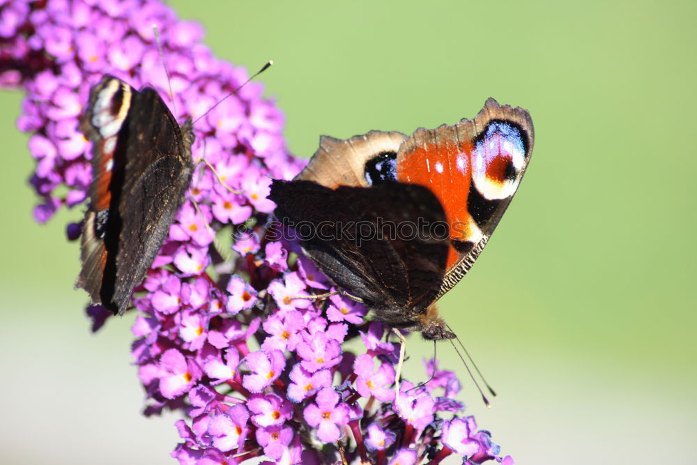 Similar – Foto Bild Schmetterling *4 Blume rot