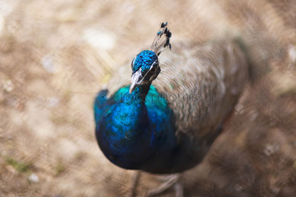 Similar – A colorful Superb Starling in Tanzania