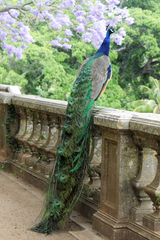 Similar – peacock Peacock Bird