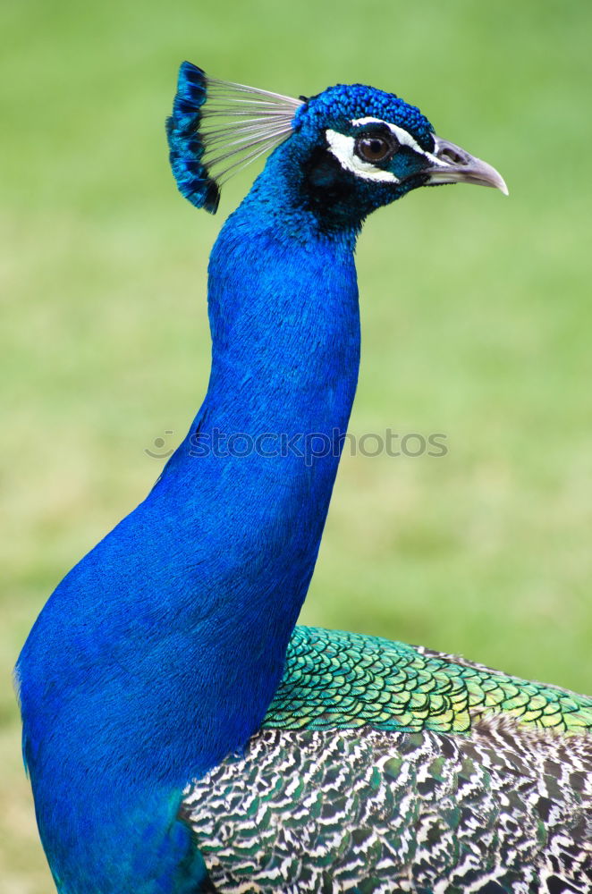 Similar – headdress Peacock