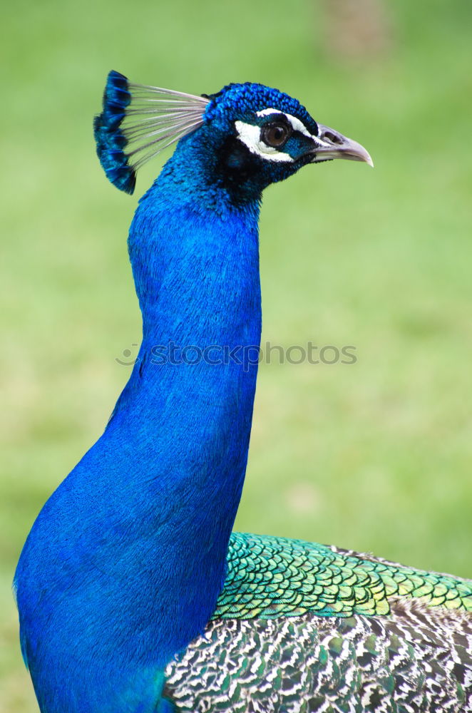 Similar – Image, Stock Photo Peacock male Elegant