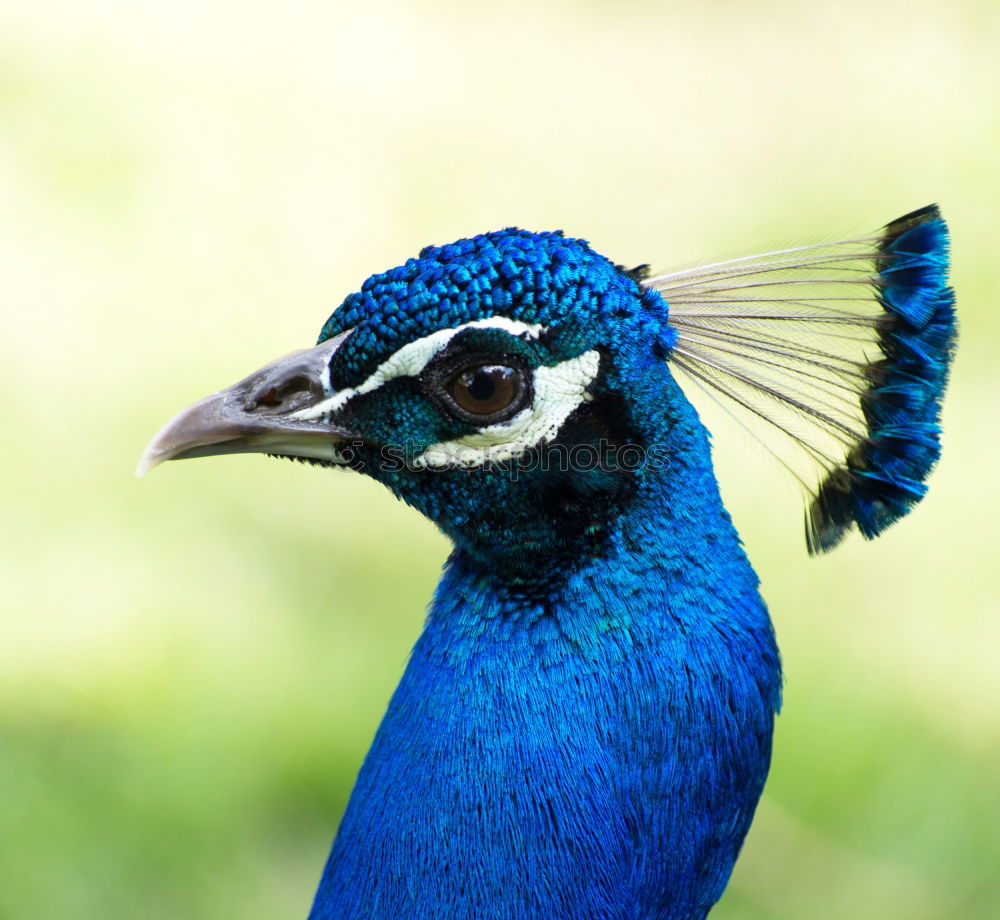 Similar – headdress Peacock