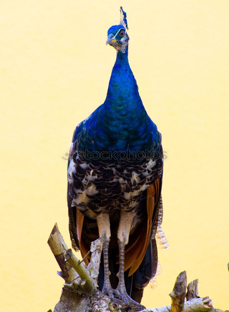 Similar – Image, Stock Photo Golden Breasted Starling Bird Portrait