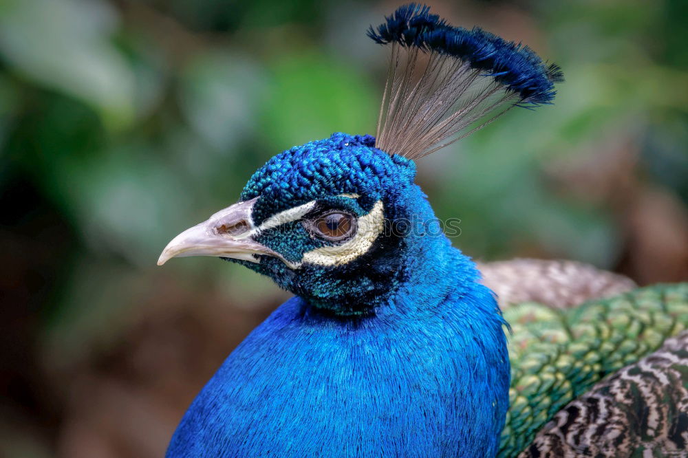 Weihnachtsgans Vogel Pfau