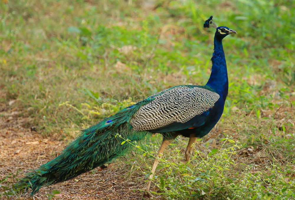 Image, Stock Photo Peacock male Elegant