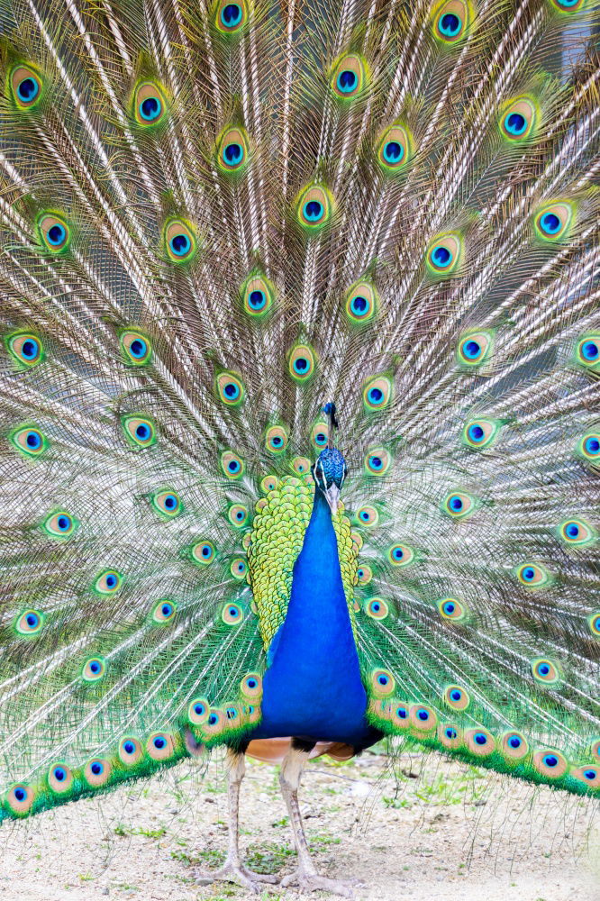 Similar – Image, Stock Photo Peacock, turning a wheel