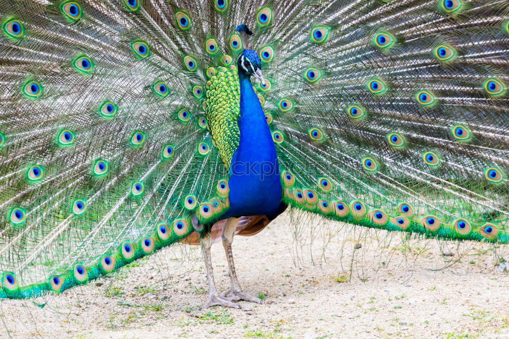 Image, Stock Photo Amazing peacock during his exhibition