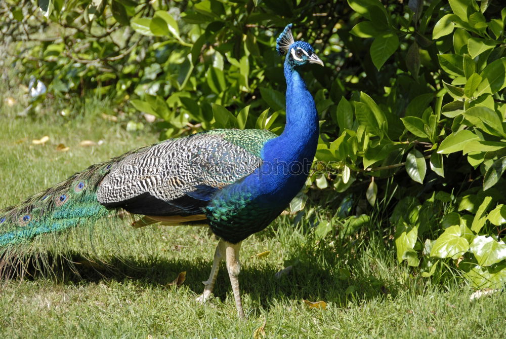 Similar – peacock Peacock Bird