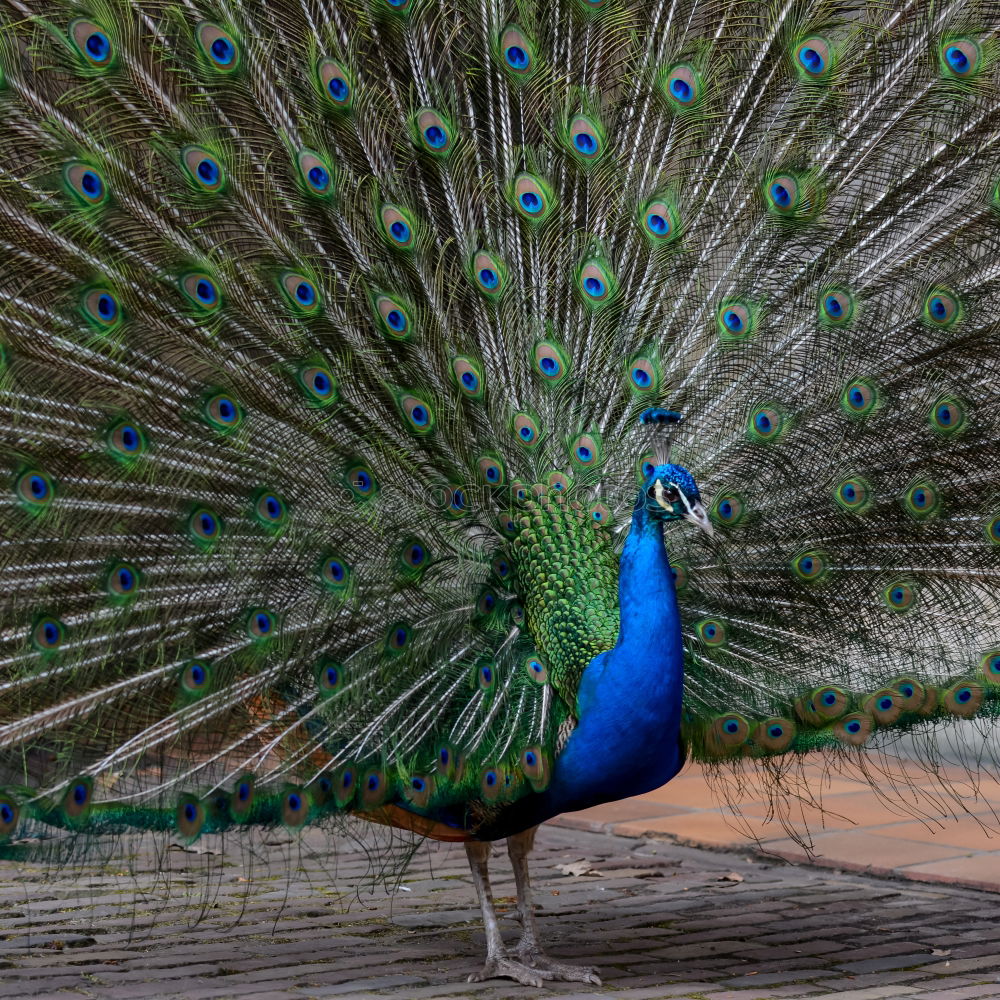 Similar – Foto Bild Schönheit in Blau Pfau