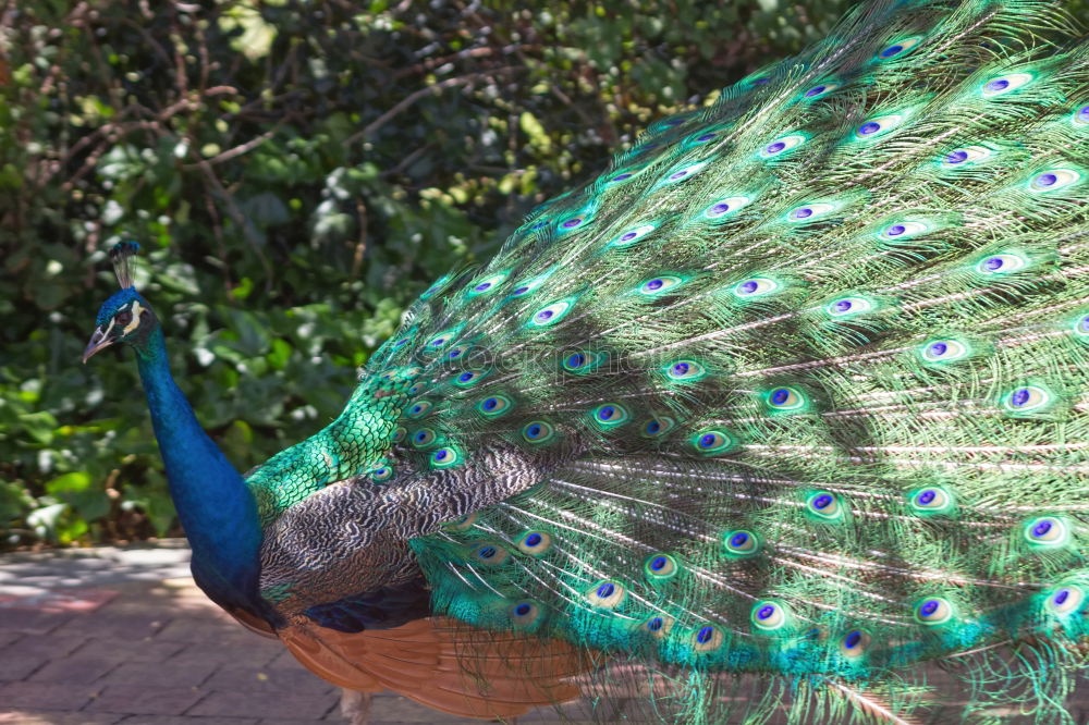 Image, Stock Photo Racing Peacock 2-for Emma