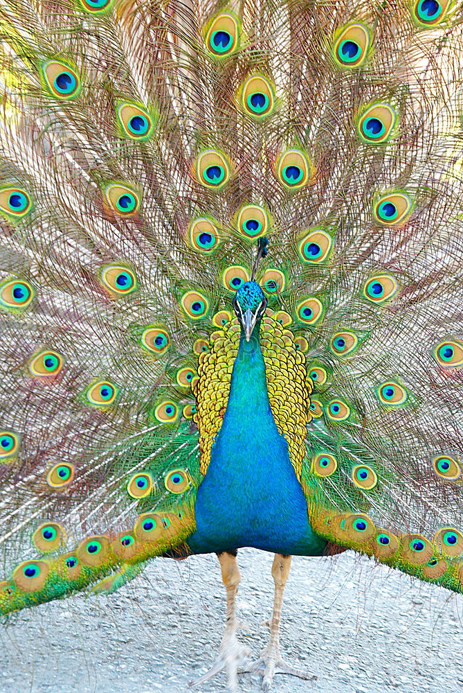 Similar – Blue peacock Animal