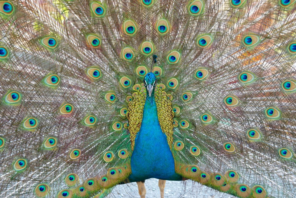 Similar – Image, Stock Photo Peacock, turning a wheel