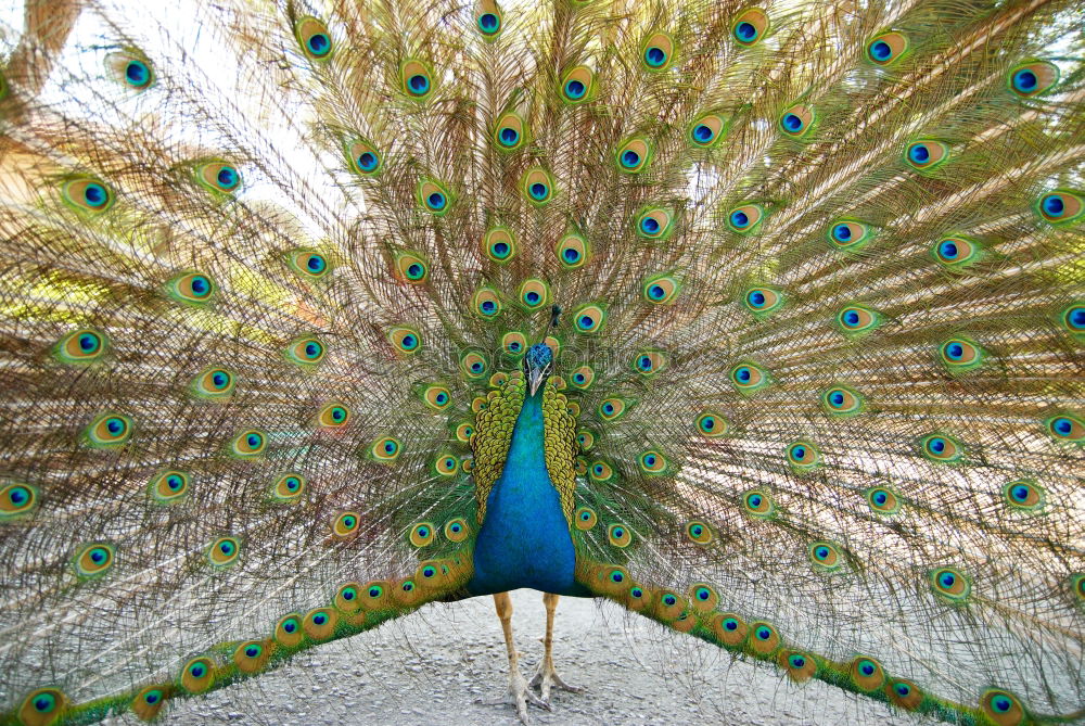 Similar – Image, Stock Photo Amazing peacock during his exhibition