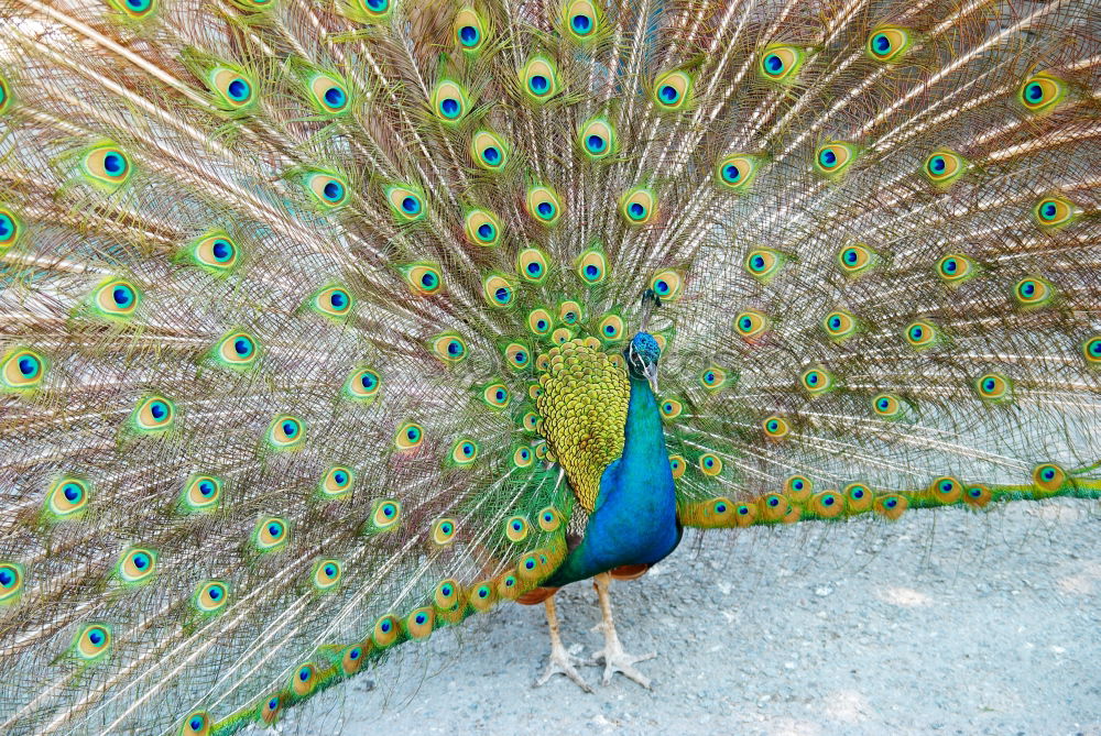 Similar – Image, Stock Photo poser Animal Peacock 1