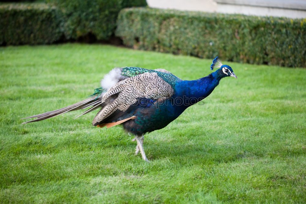 Similar – peacock Peacock Bird