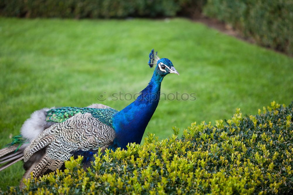 peacock Peacock Bird