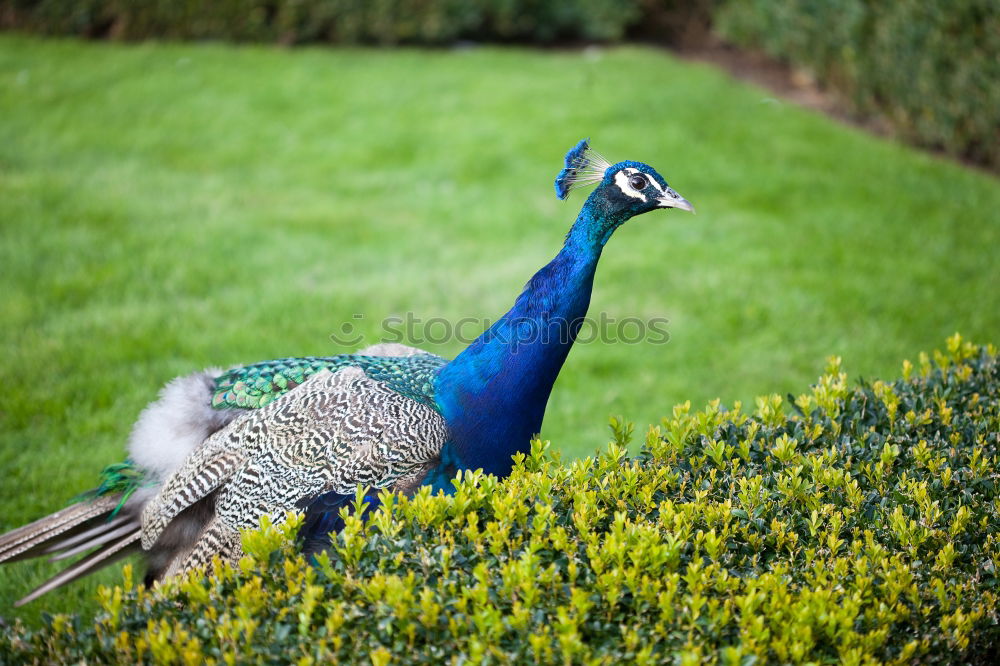 Similar – peacock Peacock Bird