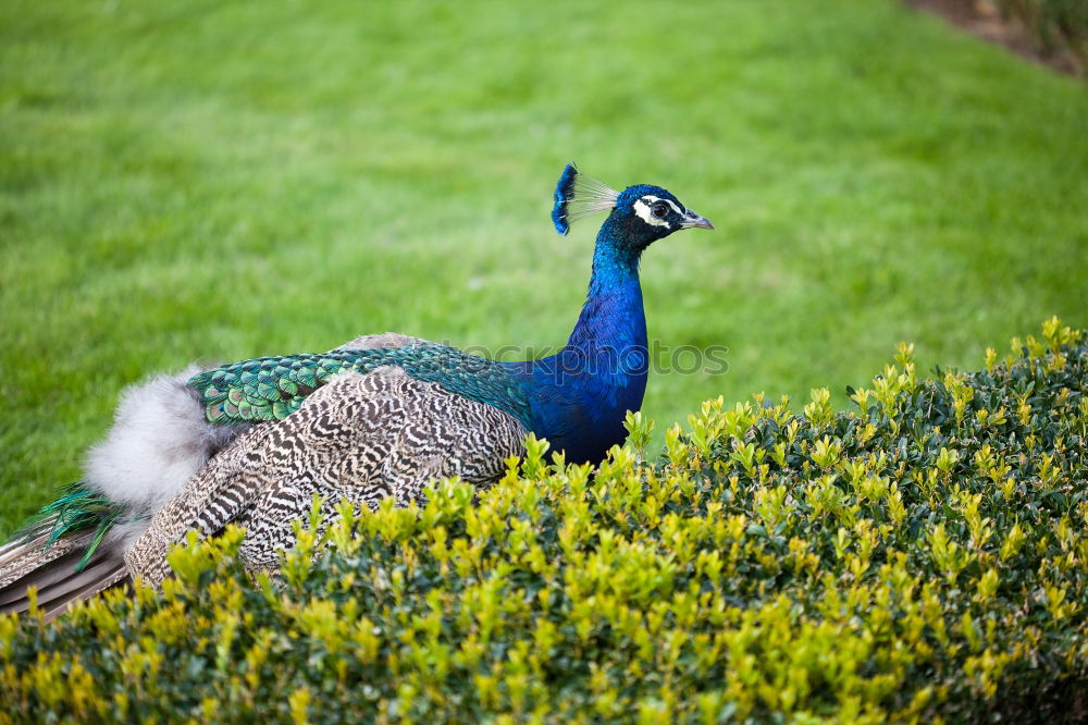 Similar – peacock Peacock Bird