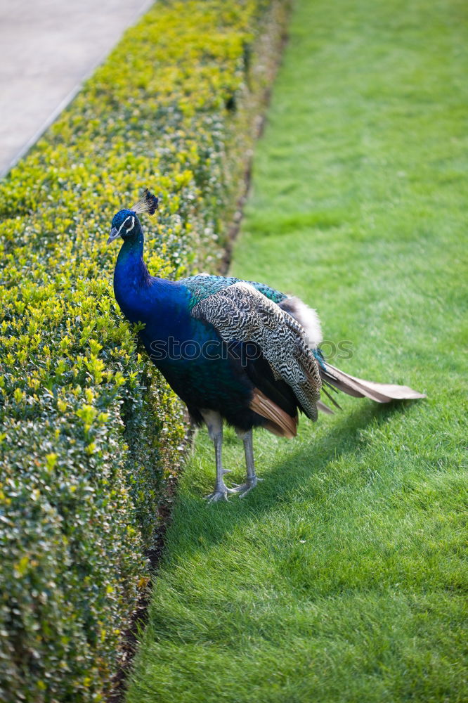 Similar – peacock Peacock Bird