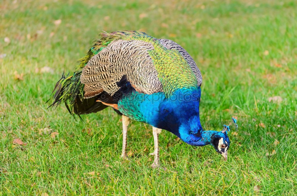 Similar – Image, Stock Photo Peacock male Elegant