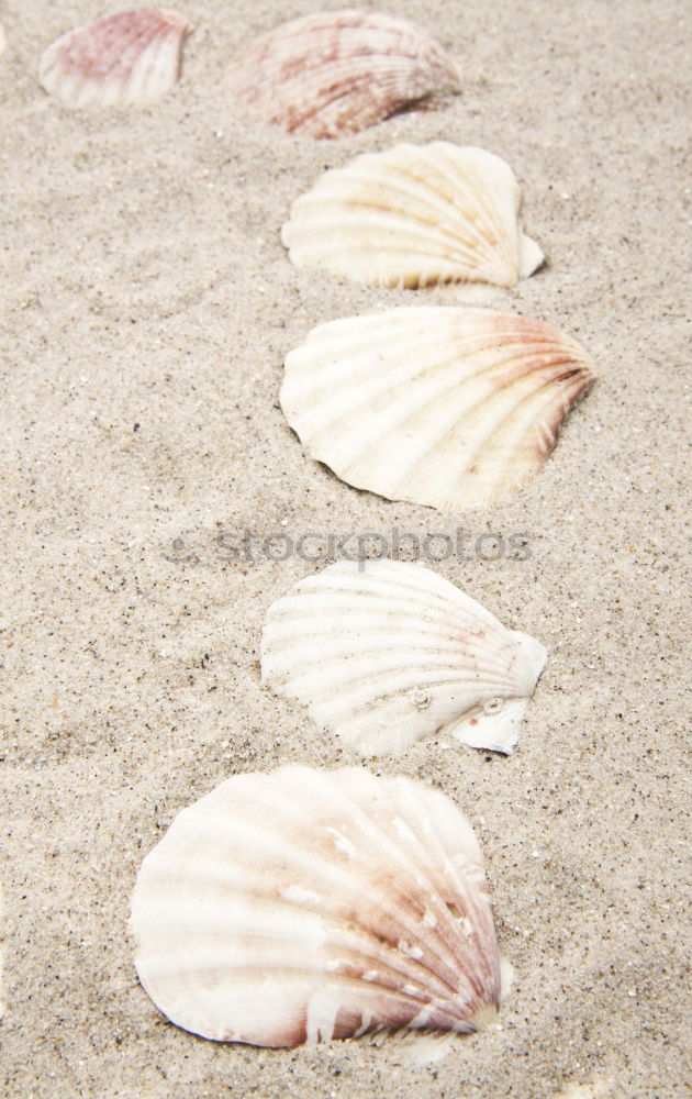 Similar – White shell on the beach