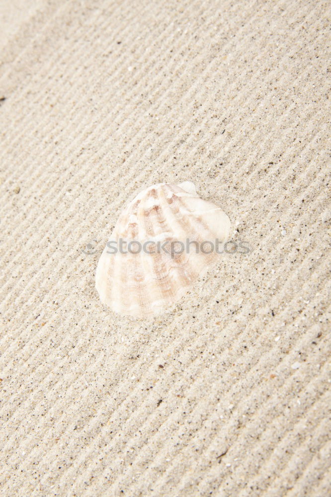 Similar – Image, Stock Photo Hermit crab in the sand