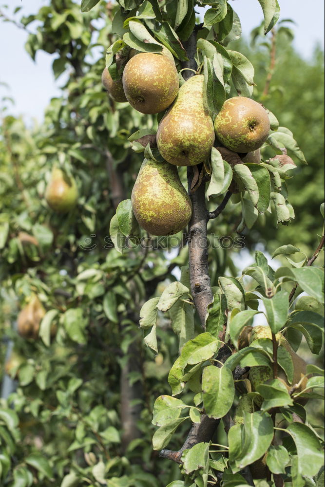 Red apples tree Fruit