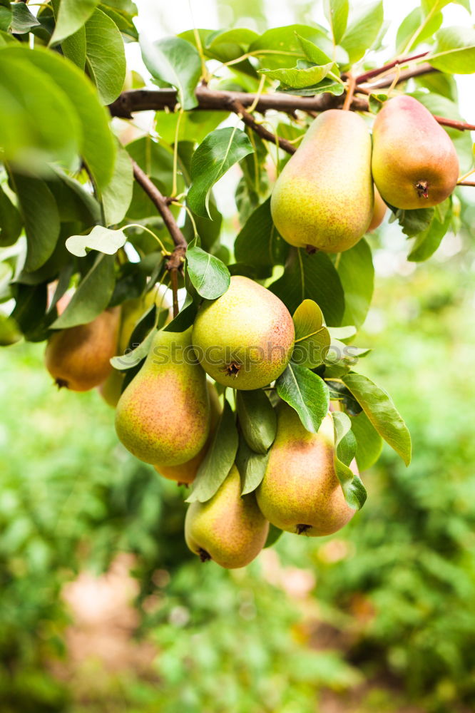 Similar – Image, Stock Photo Apples hanging from the tree