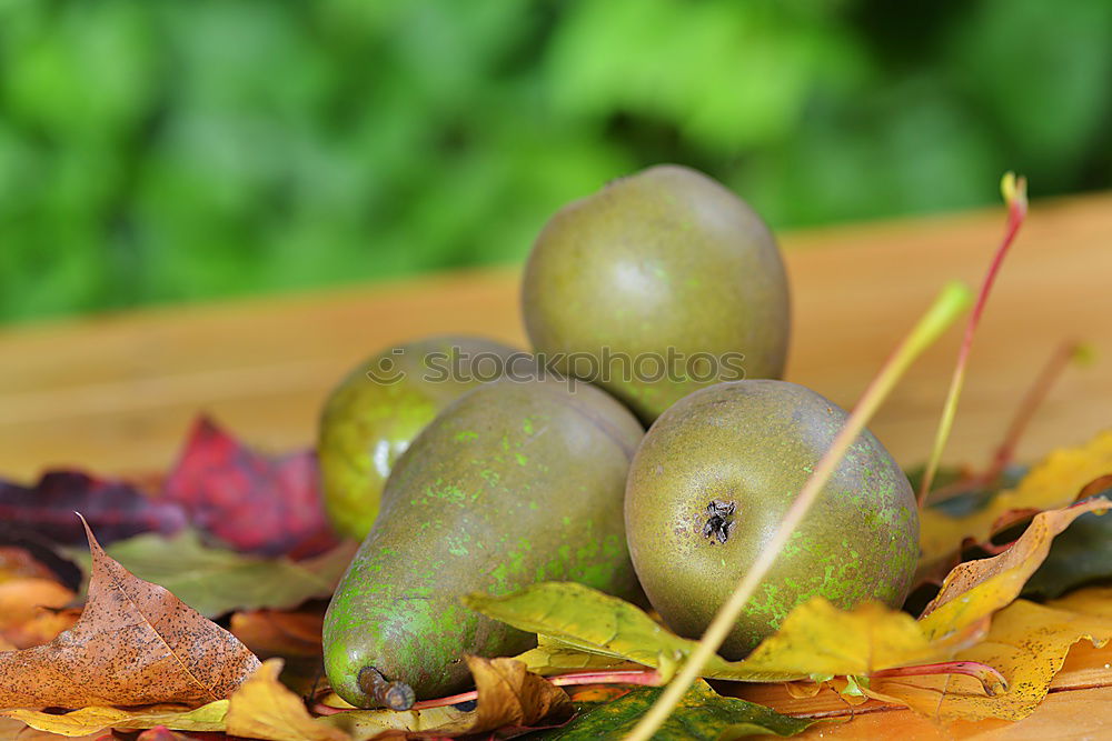 Similar – Image, Stock Photo Autumn is coming… Apple