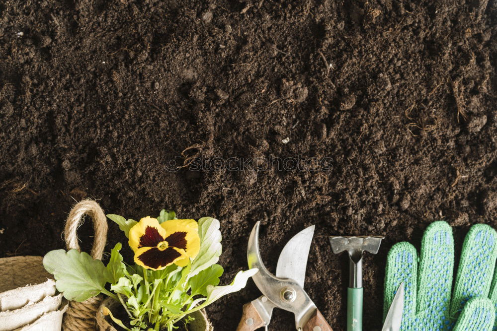 Similar – Image, Stock Photo grow lettuce Garden