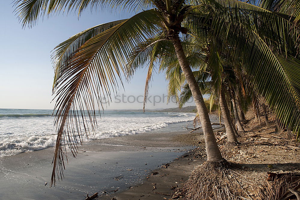 Similar – strand Strand Palme