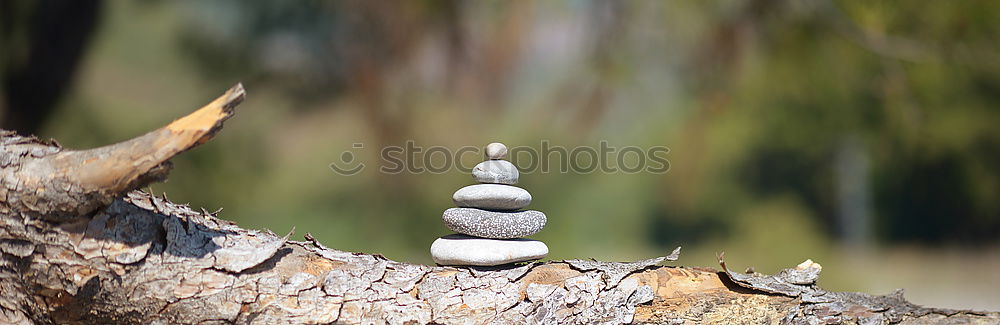 Similar – Image, Stock Photo mushroom Nature Sky Autumn