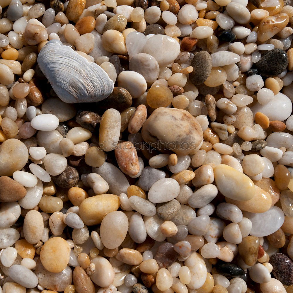 Similar – Foto Bild Muscheln Strand