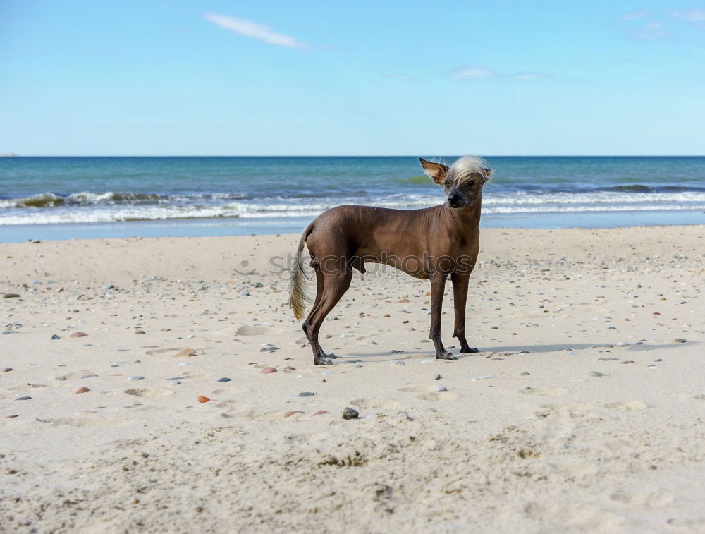 Similar – On the beach Dog Mastiff