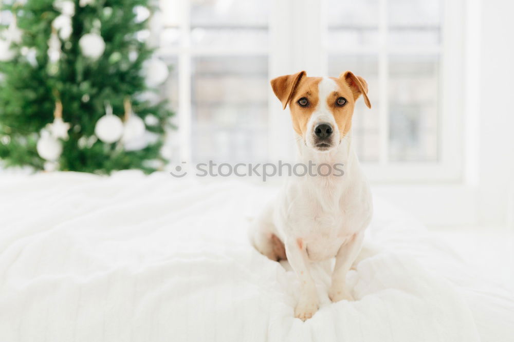 Similar – Image, Stock Photo cute small dog lying white sheet with hello world message