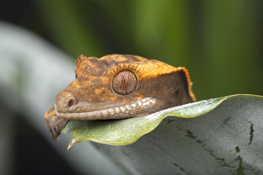 Similar – Leptopelis argenteus