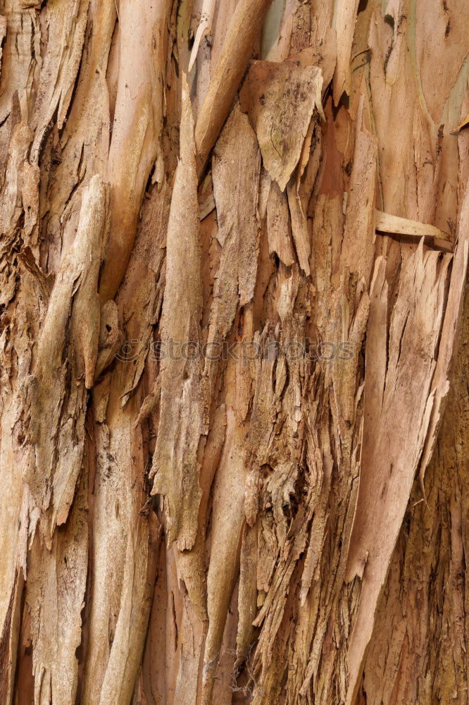 Similar – Image, Stock Photo Old tree Tree Tree bark