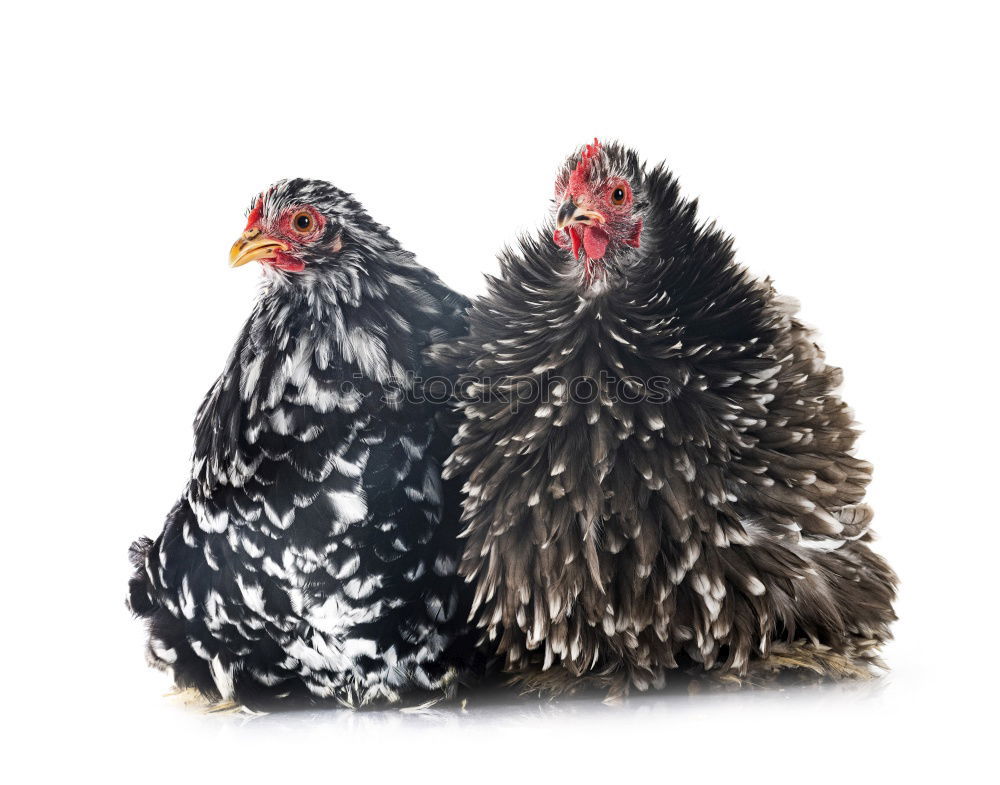 Similar – Image, Stock Photo There is a lot of chicken, let’s bake it!