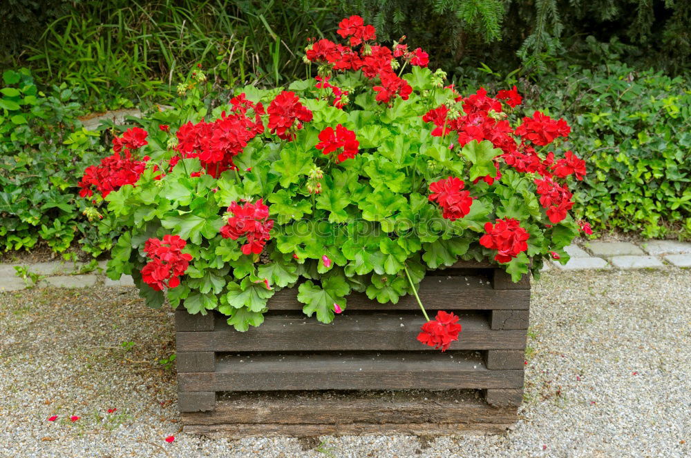 Similar – Image, Stock Photo country life Summer Plant