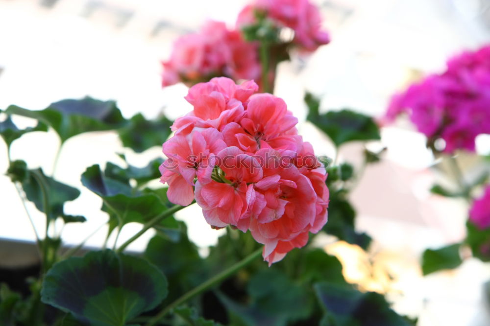 Similar – Image, Stock Photo colorful flowers Plant