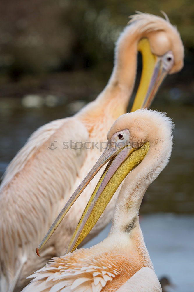 Similar – Image, Stock Photo great pelican preening