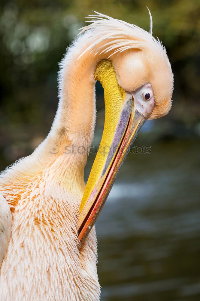 Similar – portrait of a white pelican