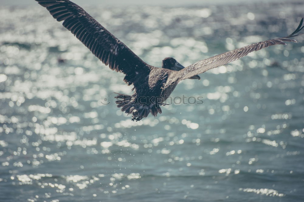 low-altitude flight