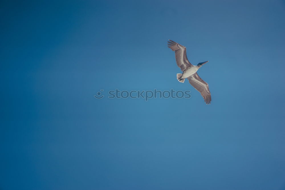 Similar – Image, Stock Photo Sailing across the sky Joy