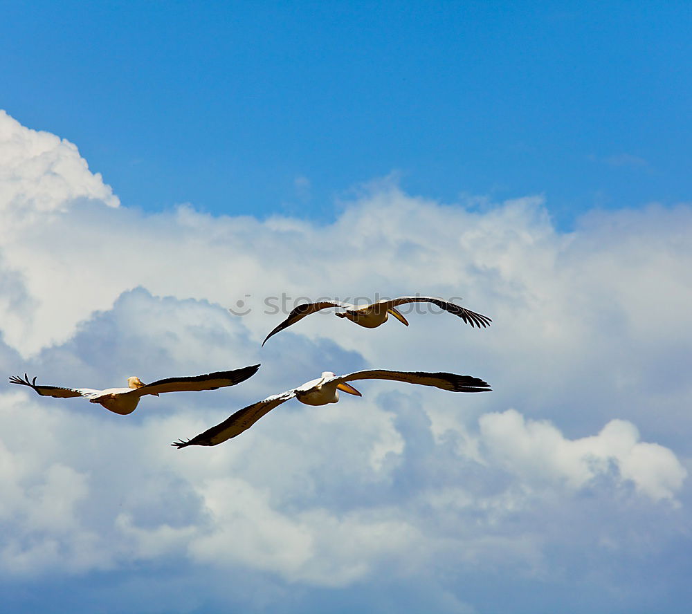 Similar – gulls Lake Weightlessness