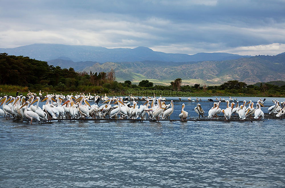 Similar – flamingos Lake Lake Nakuru