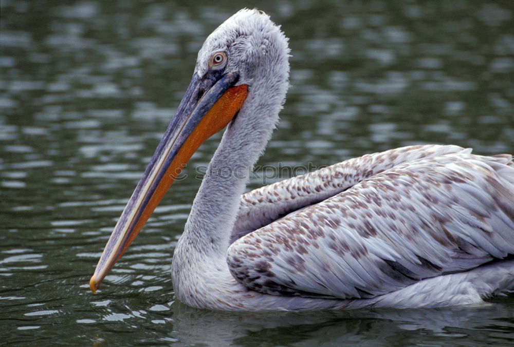 Similar – Image, Stock Photo pelican Florida Zoo animal