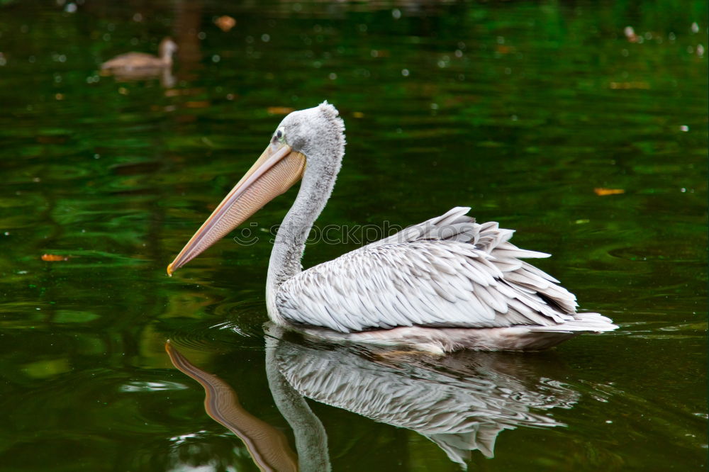 Similar – Cleaning again Nature